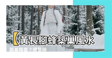 黃蜂築巢風水|【黃長腳蜂築巢風水】 黃長腳蜂築巢風水：來了是福還是禍？